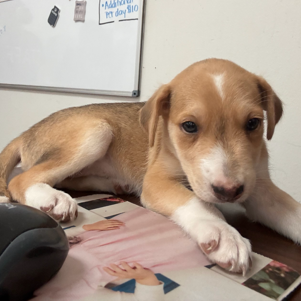 COCO - Shepherd available for adoption