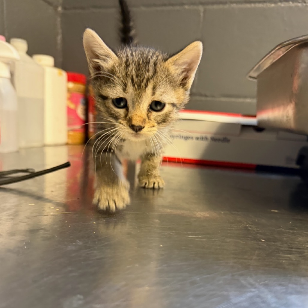 Tusc Stray 84585 2 3