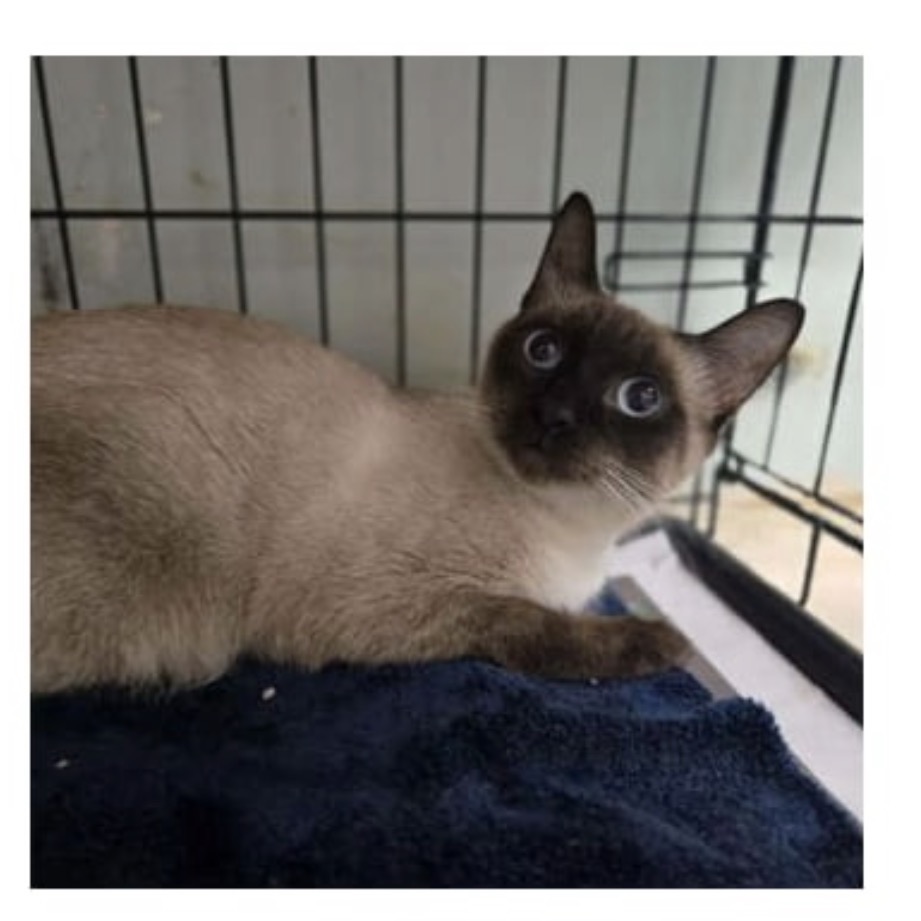 DARA - Siamese available for adoption