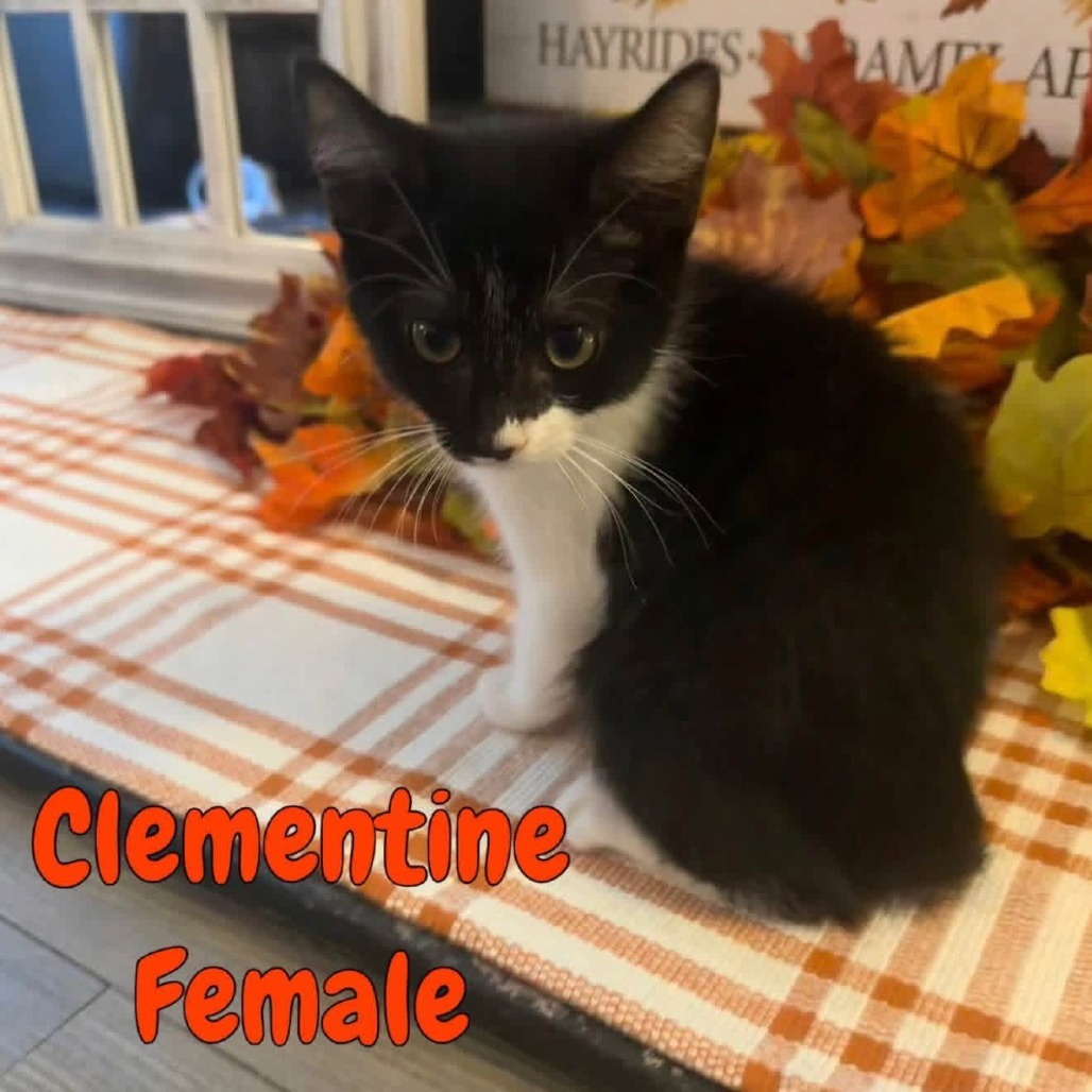 CLEMENTINE - Domestic Shorthair available for adoption