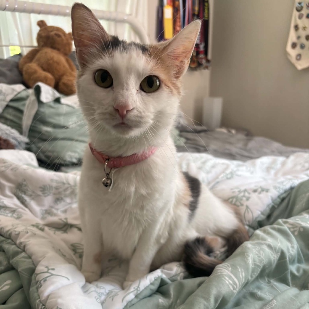 Mochi, available for adoption