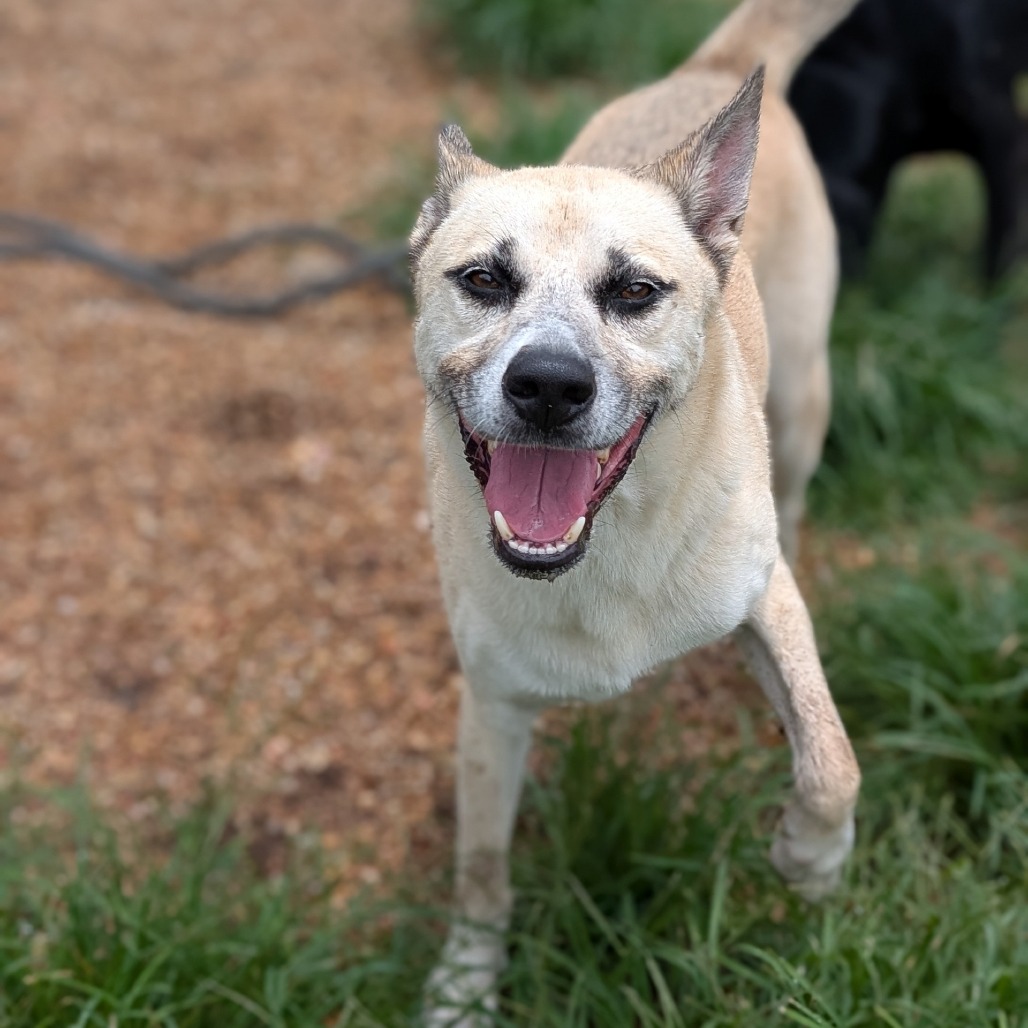 ZUKO - Shepherd / Mixed Breed (Medium) available for adoption