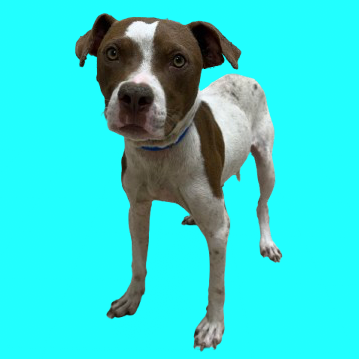 Tusc Stray 81626 2 3 4