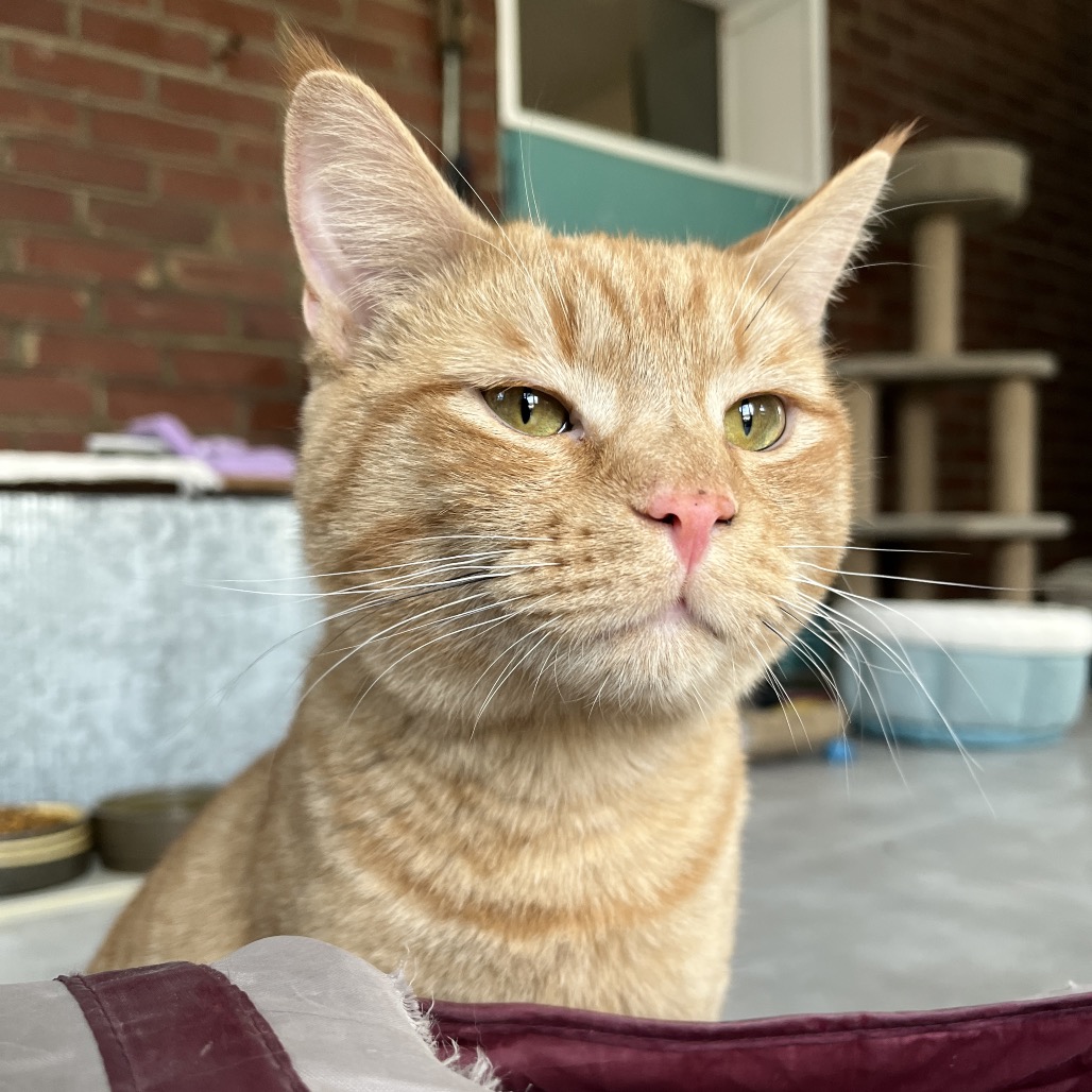 Mai Tai — thumbnail 4