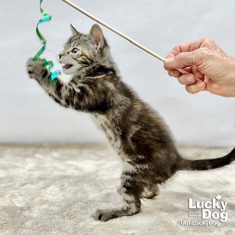 LILLYBETH - Domestic Shorthair available for adoption