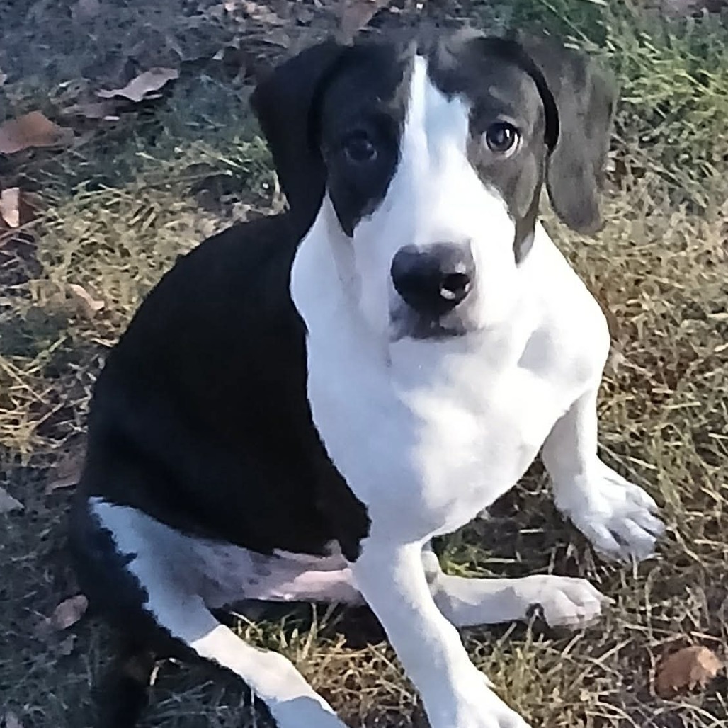 Buddy