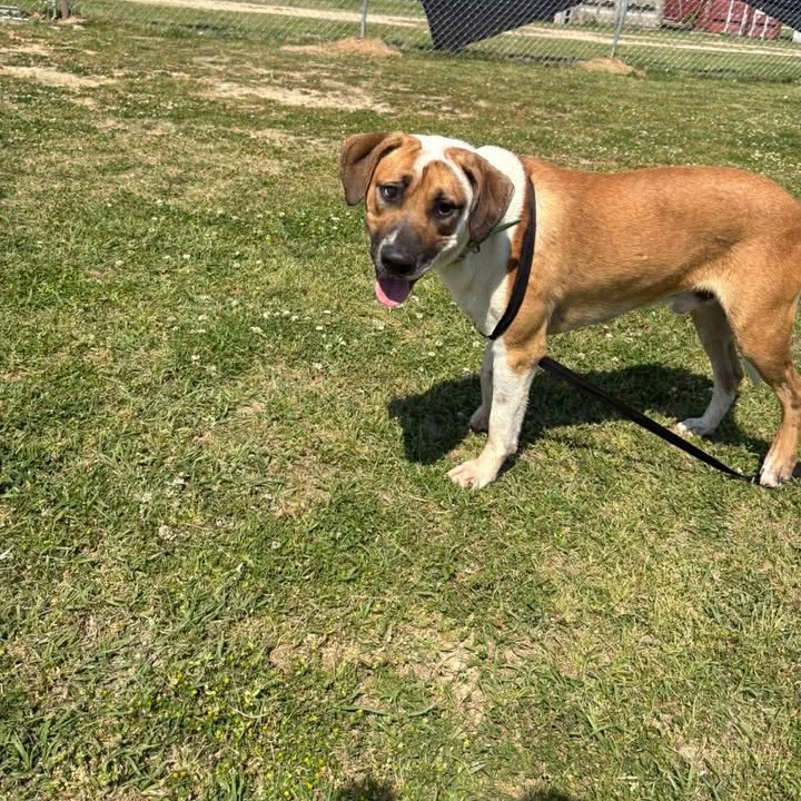 DUKE - Hound / Mix available for adoption