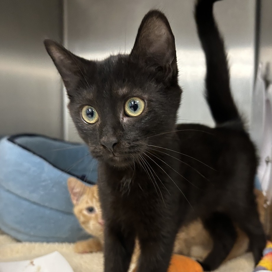 STORM - Domestic Shorthair available for adoption