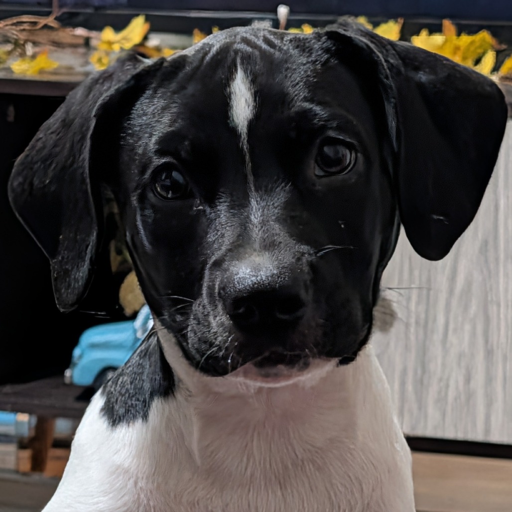 Huckleberry