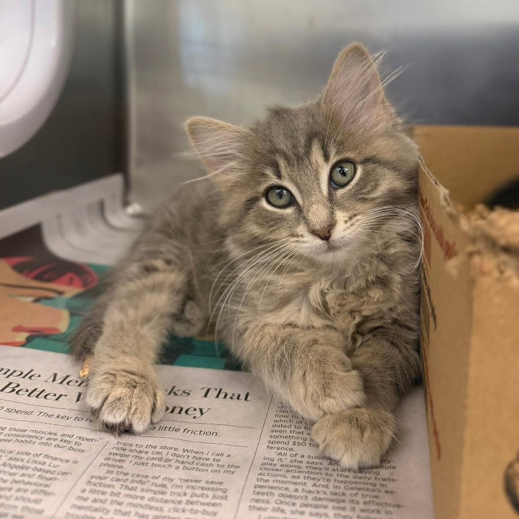ETTA - Domestic Longhair available for adoption