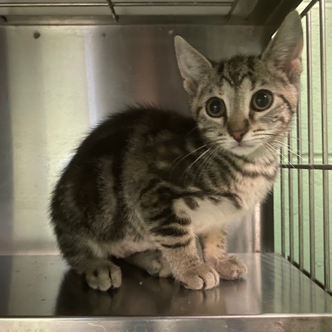 NEBULA - Domestic Shorthair available for adoption