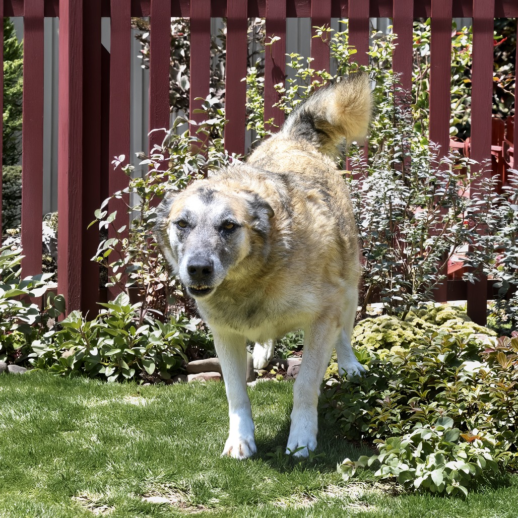 Photo of Samson