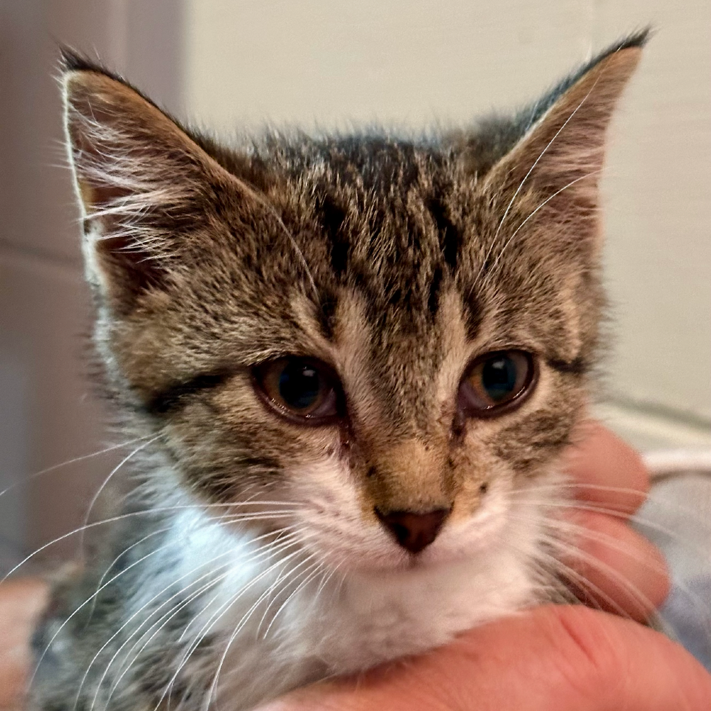 Shirley, available for adoption