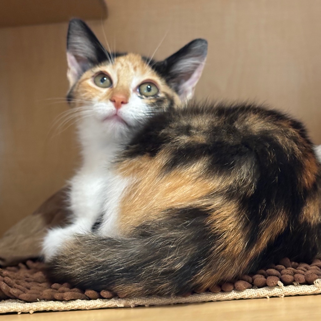 CELLO - Domestic Shorthair available for adoption