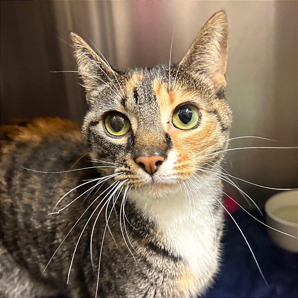 Full body shot of Coraline