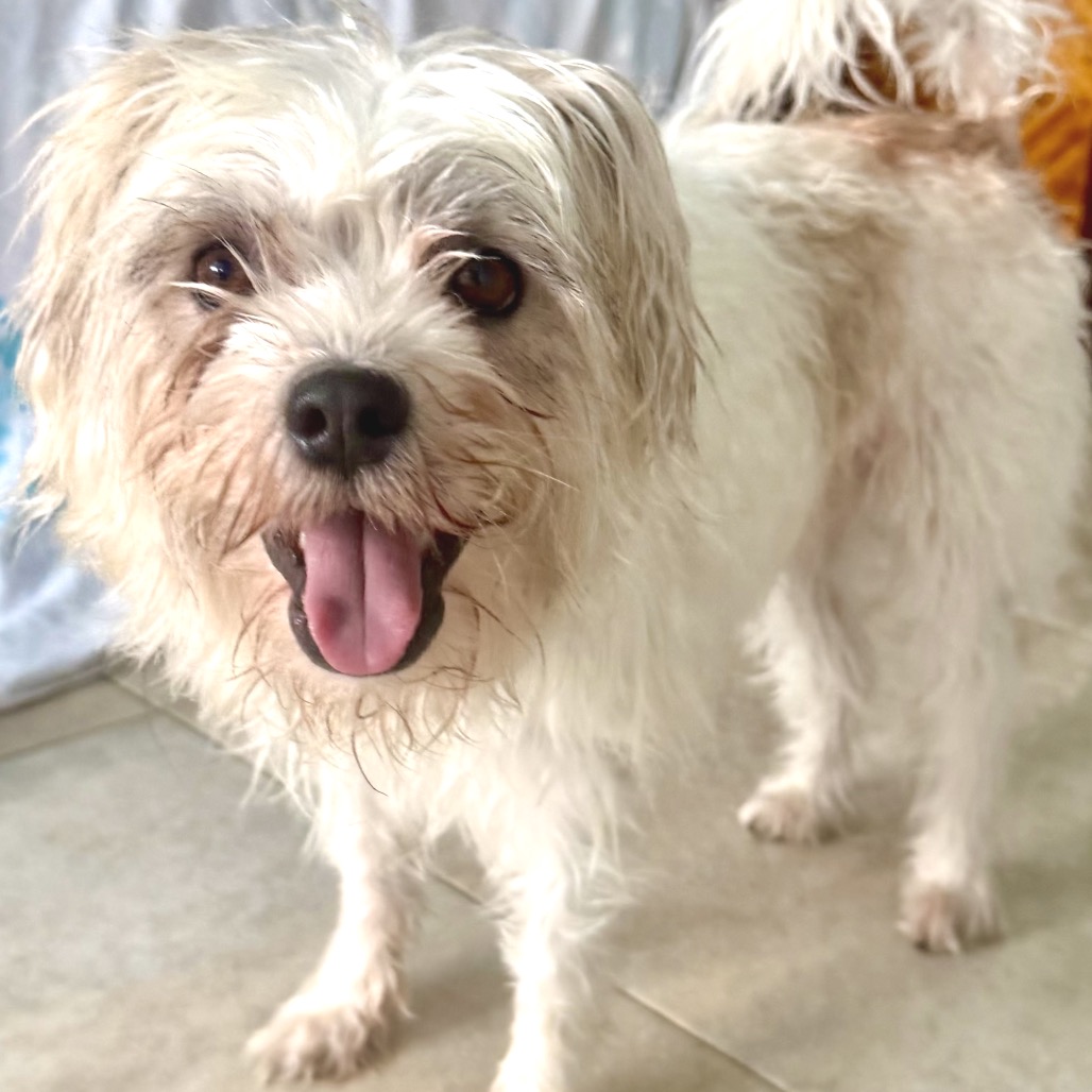 DEXTER - Havanese / Terrier available for adoption