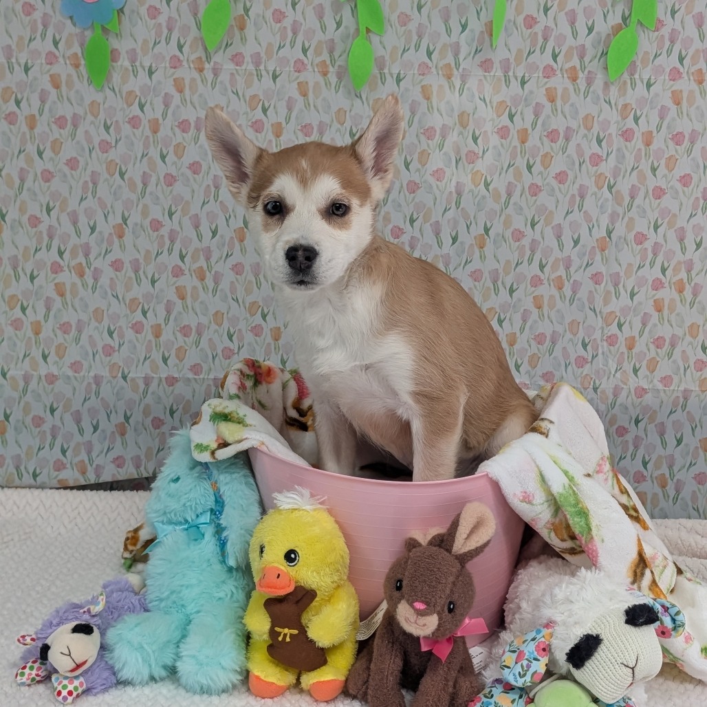 Snowboard — thumbnail 2