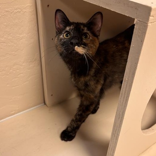 Twix: Female 5 Domestic Shorthair