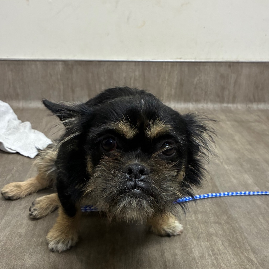 Brussels Griffon