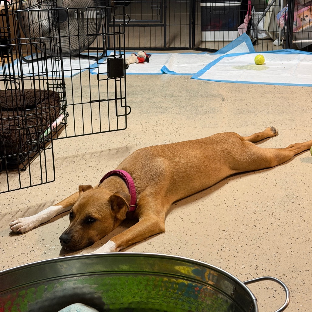 Lily, photo 10
