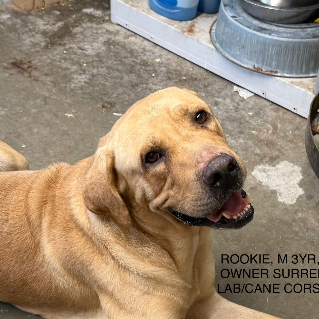 ROOKIE - Retriever / Yellow Labrador available for adoption