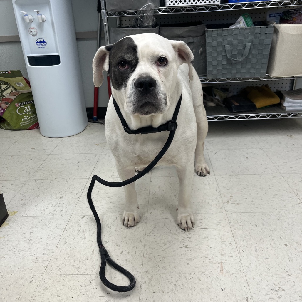 Luna — thumbnail 5