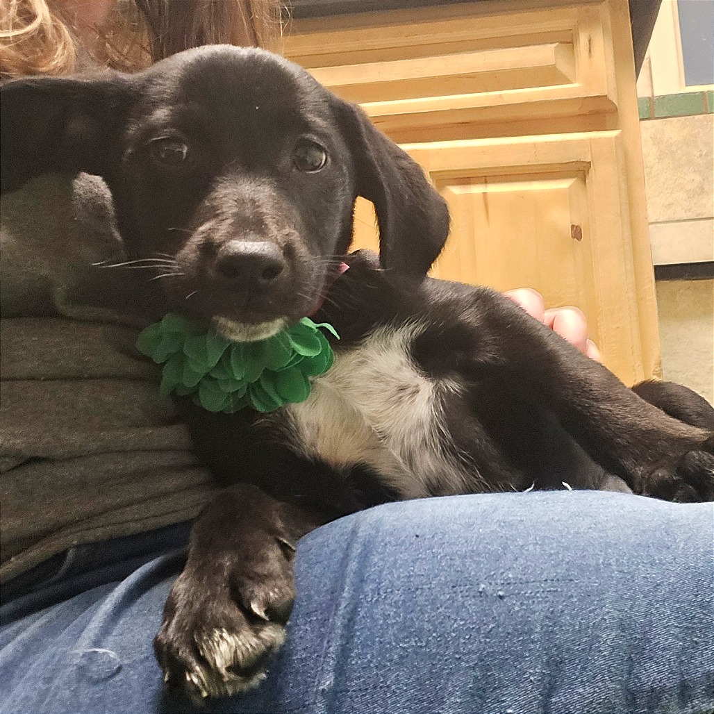 Schnitzel — thumbnail 10