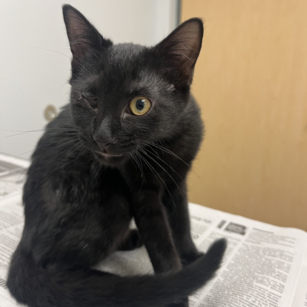 DAGGER - Domestic Shorthair available for adoption