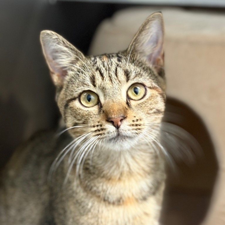 Photo of Lady Mormont playing