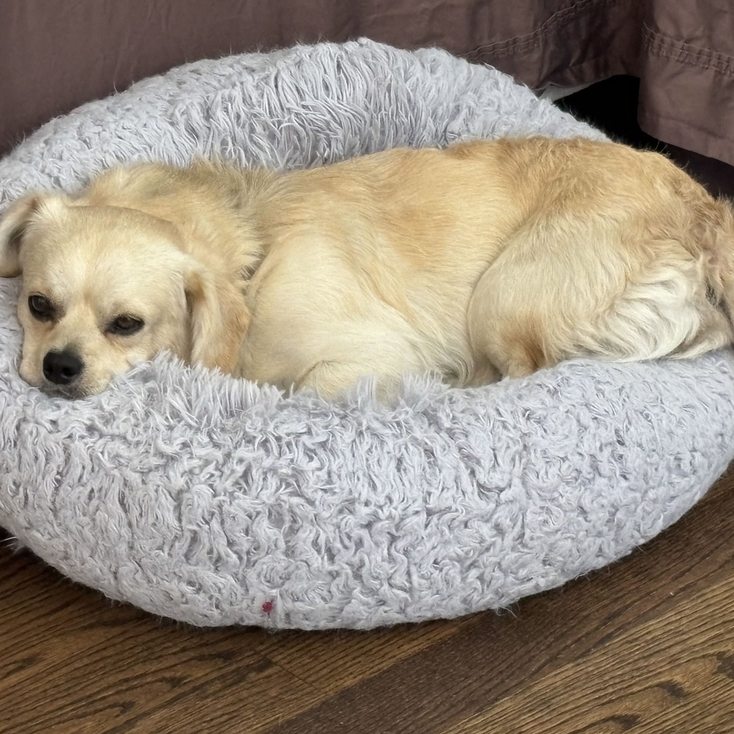 BENNET - Mixed Breed (Small) available for adoption