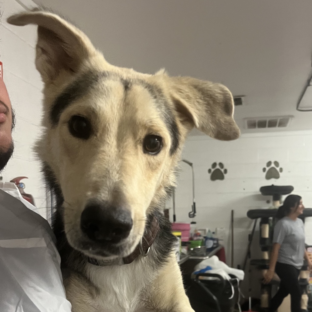 DEEDEE - Shepherd available for adoption