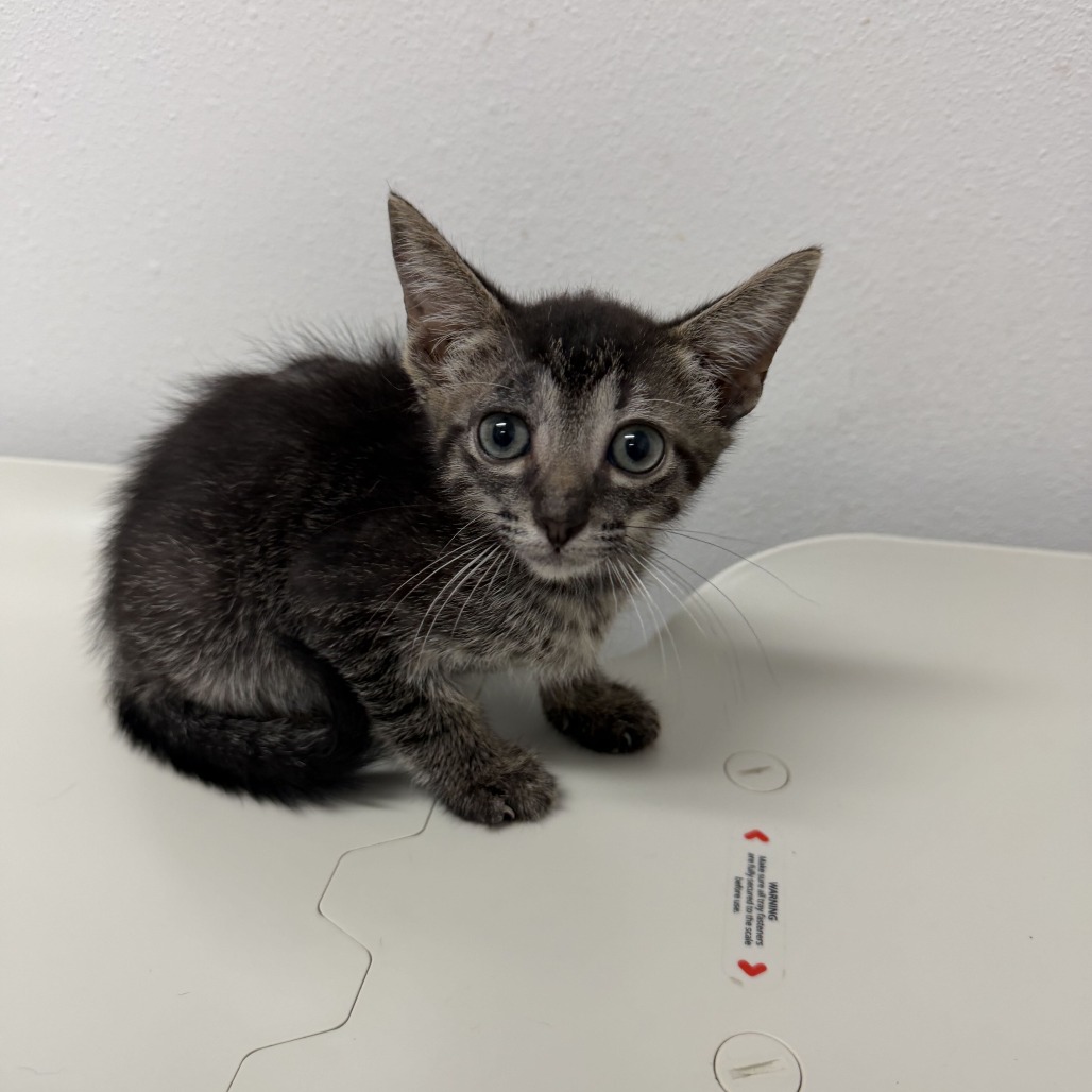 FLAN F3 - Domestic Shorthair available for adoption