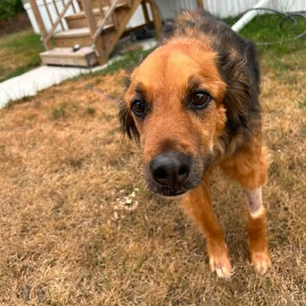 Bear, photo 4