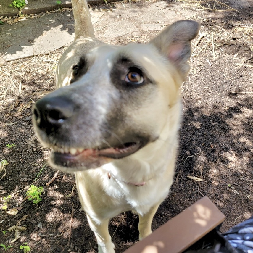 LADY DOGIVA now COOKIE, photo 7