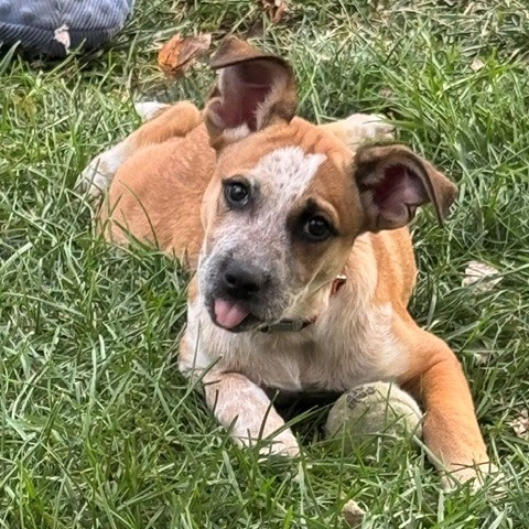 Dorito, photo 8