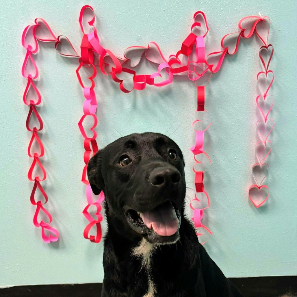 OBI - Retriever / Black Labrador available for adoption