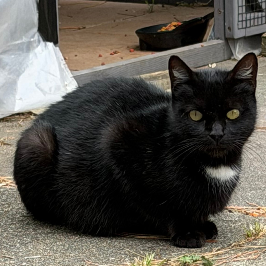 Optimus Prime (Queen) - Domestic Shorthair