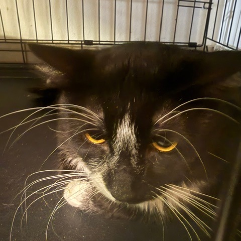 LOKI - Domestic Medium Hair available for adoption