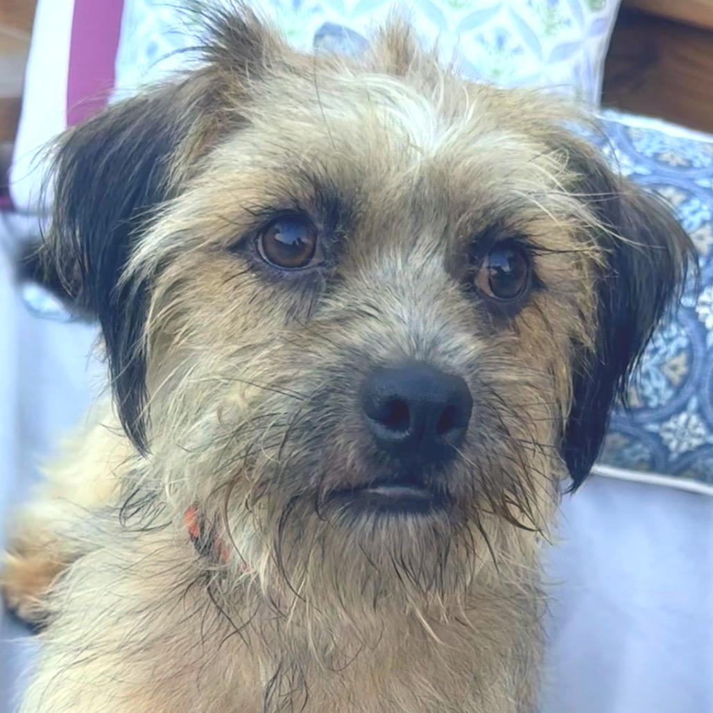 Benji, photo 3