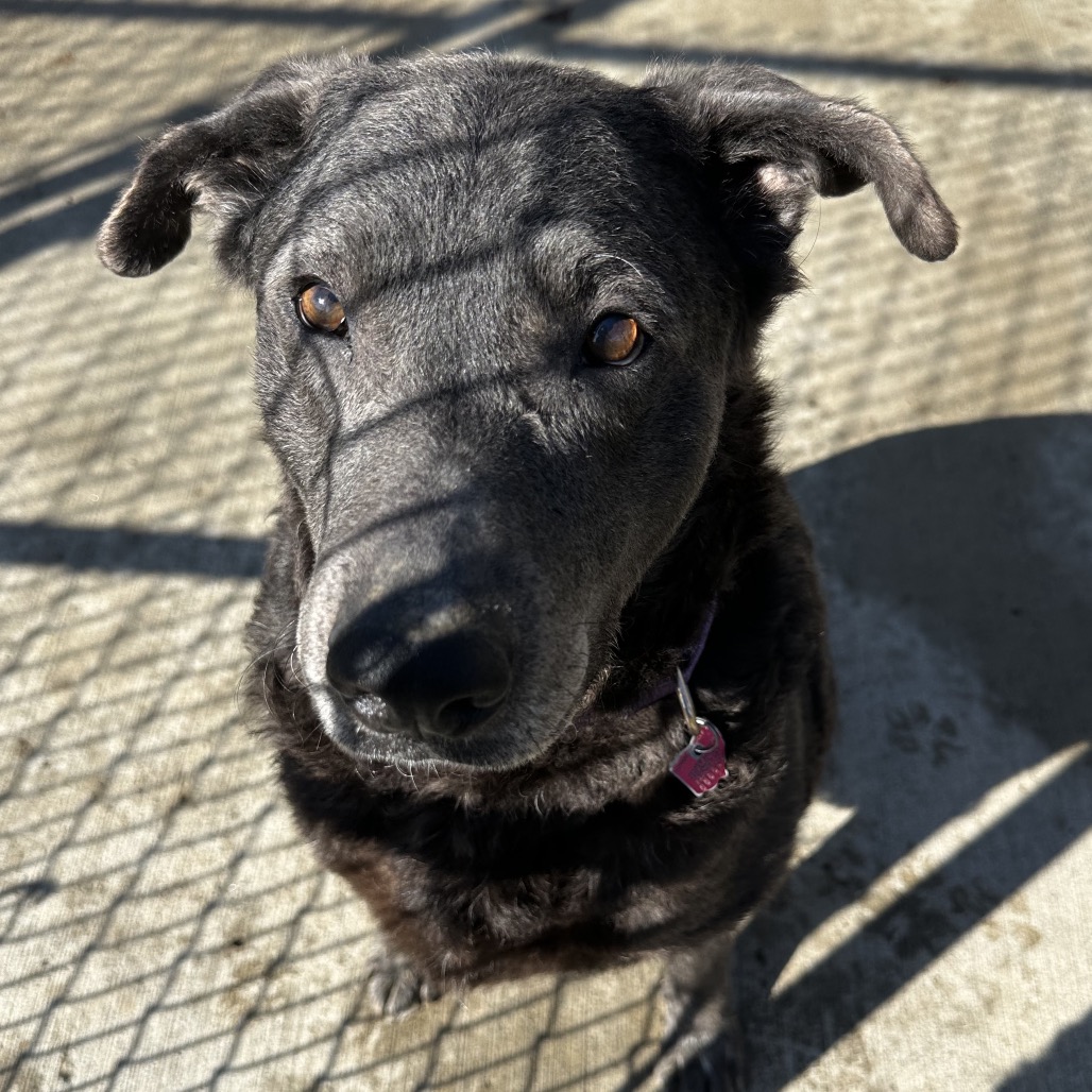 Jessie — thumbnail 2