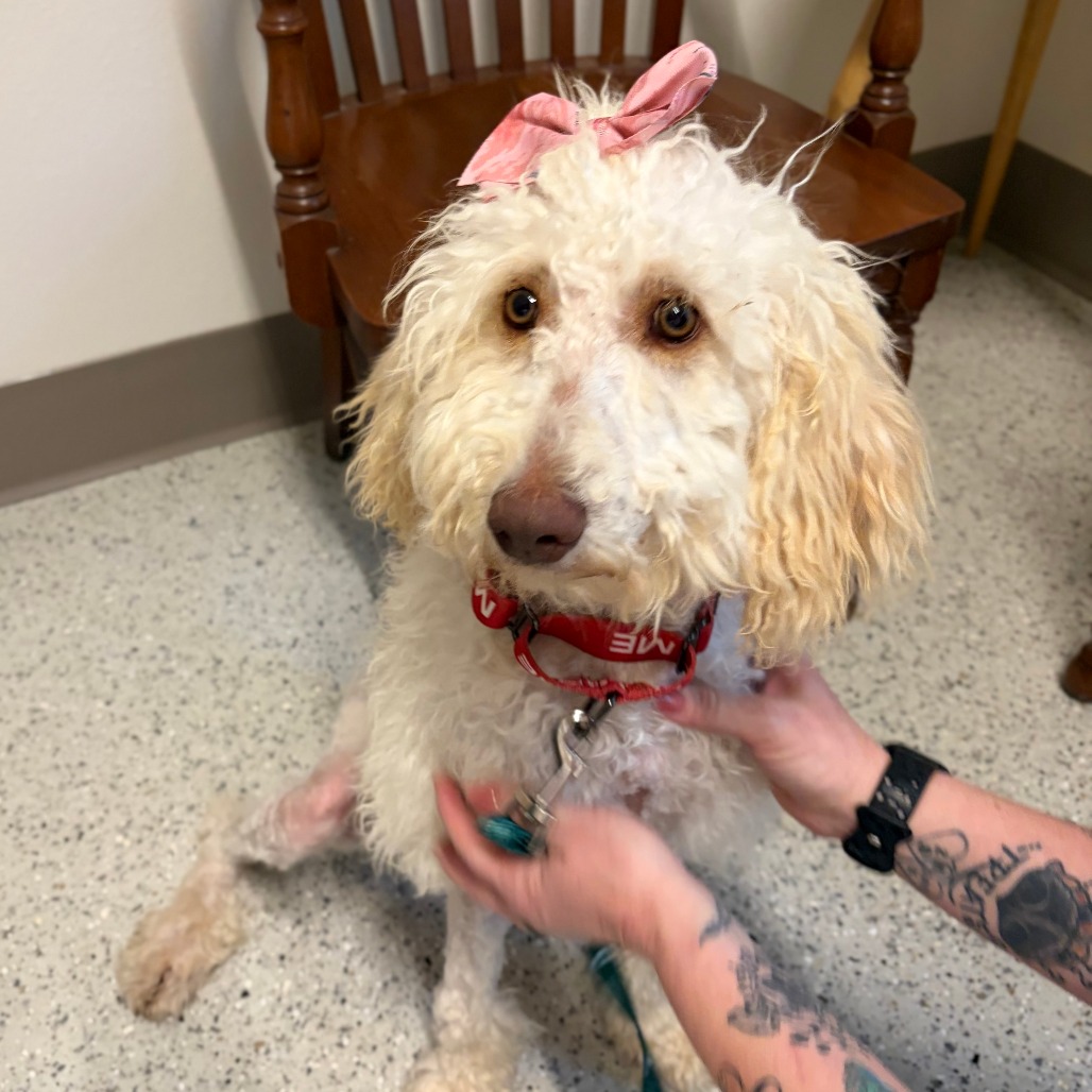 ZSA ZSA BARKOR - Poodle / Retriever, Golden available for adoption
