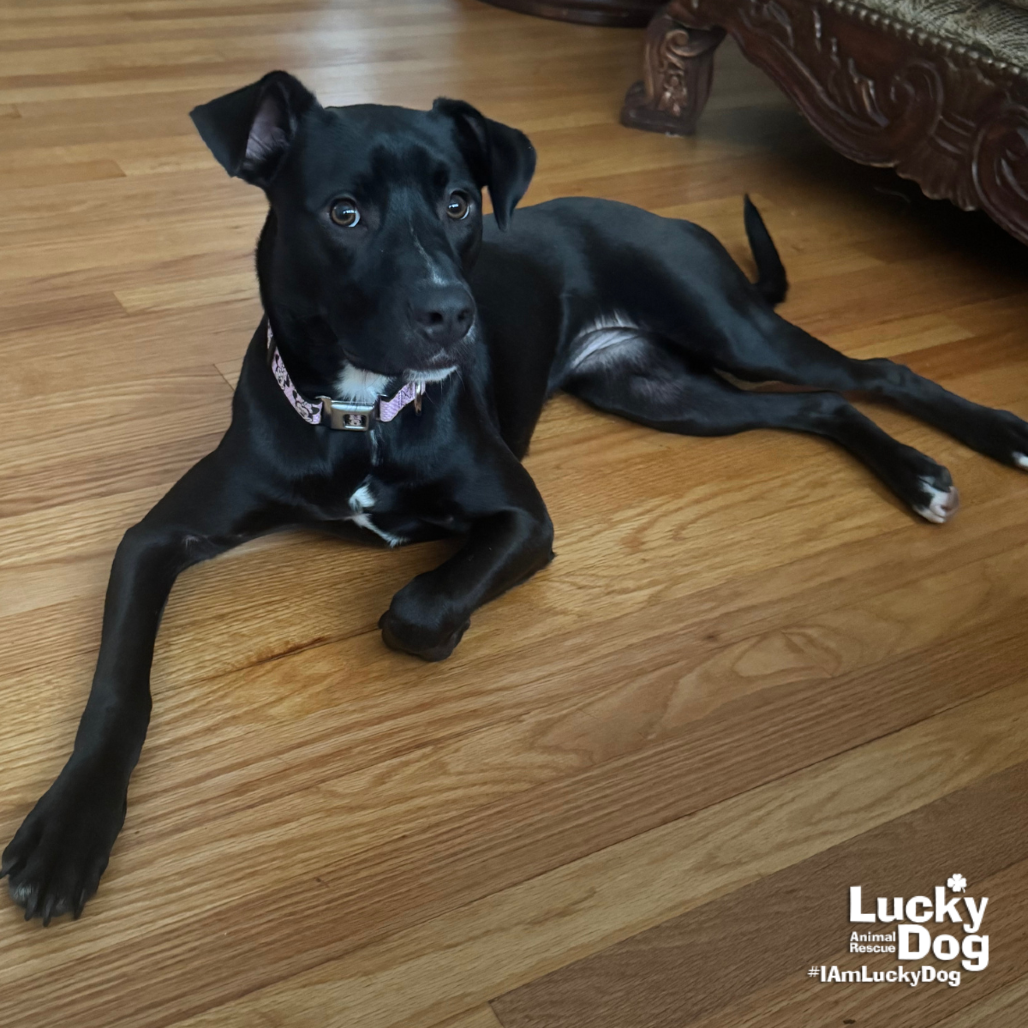 KELLY - Retriever, Flat-Coated / Collie, Border available for adoption