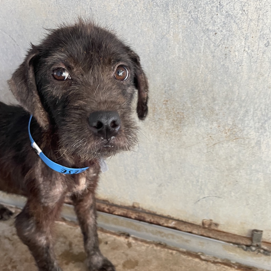 Camo Rescue Breeze is available for adoption at CAMO Rescue