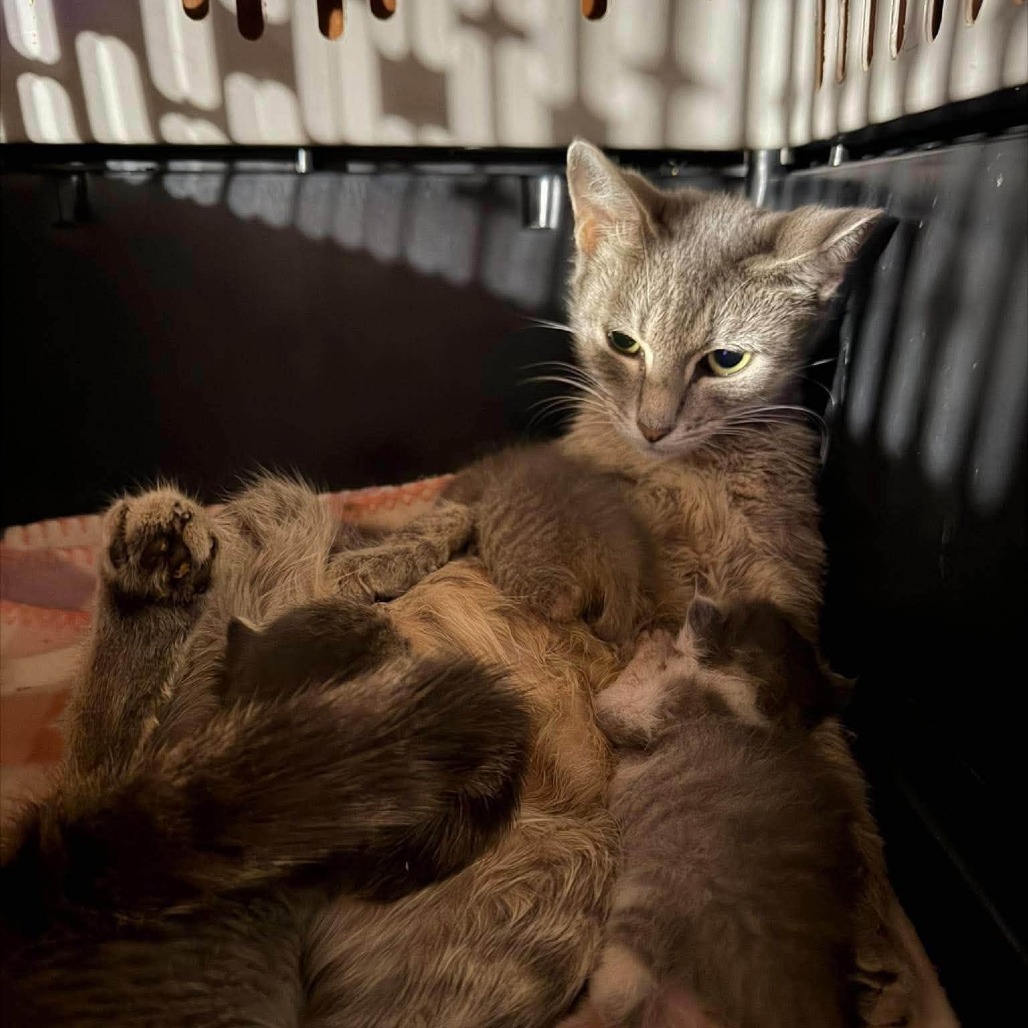 MARIE VON CAT - Domestic Shorthair available for adoption