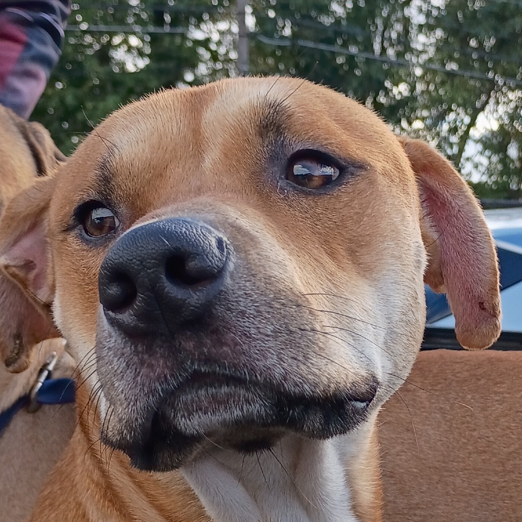 Soda Pop is available for adoption at ACCT Philly