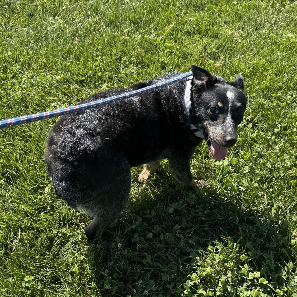 HONKY TONK - Cattle Dog, Australian (Blue Heeler) / Mix available for adoption
