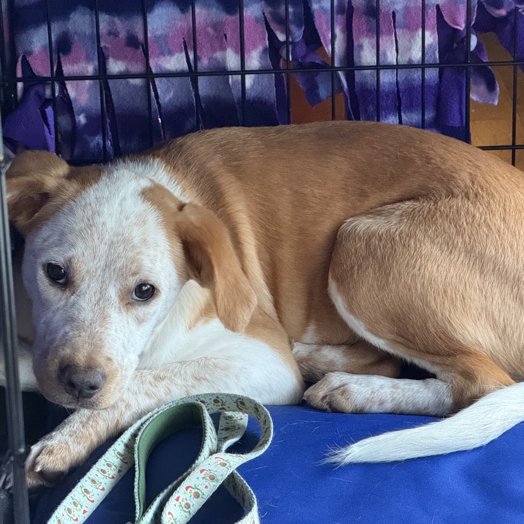 Daisy — thumbnail 2