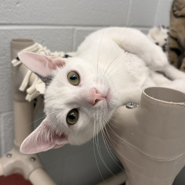 RAINBOW - Domestic Shorthair available for adoption
