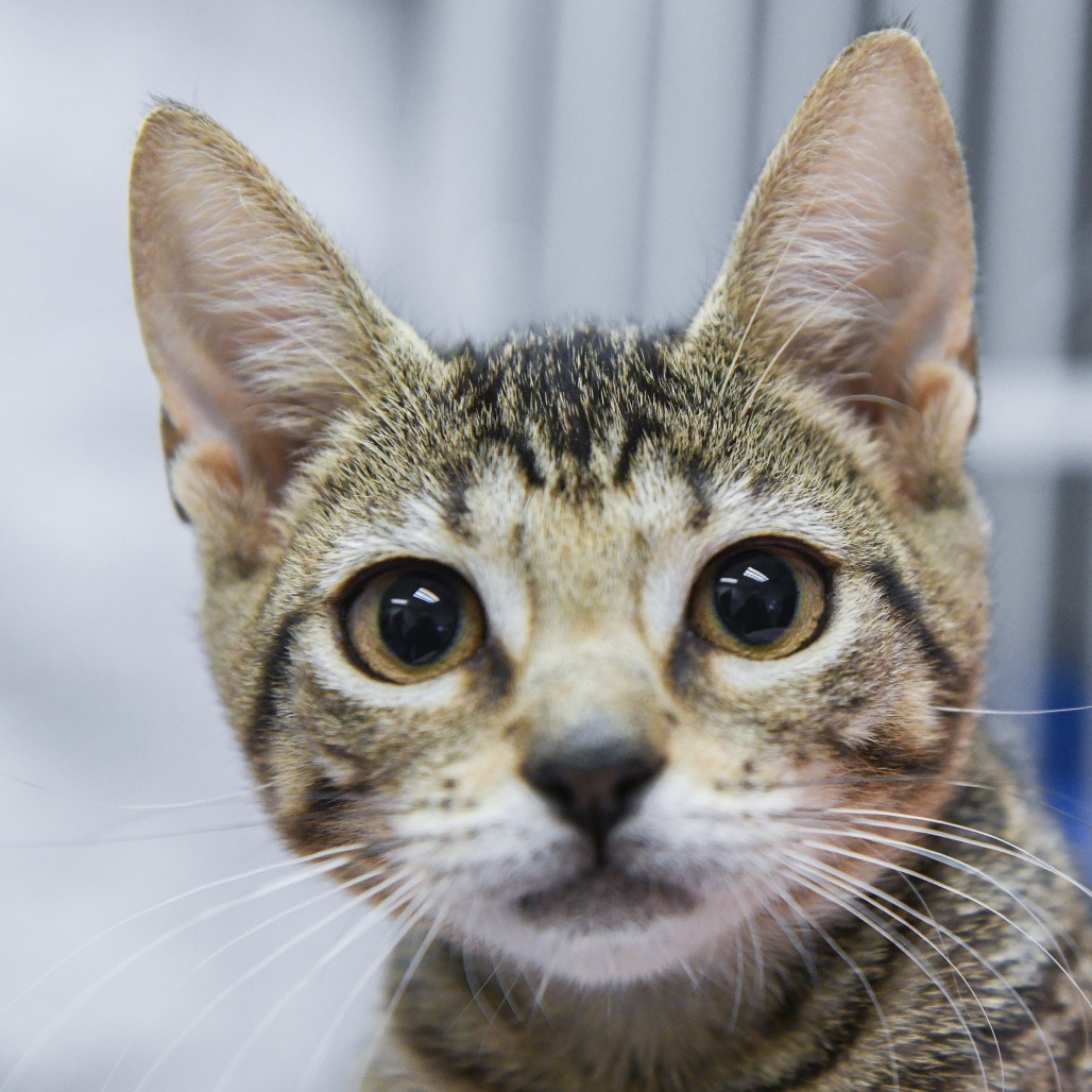 Puanani - Domestic Shorthair