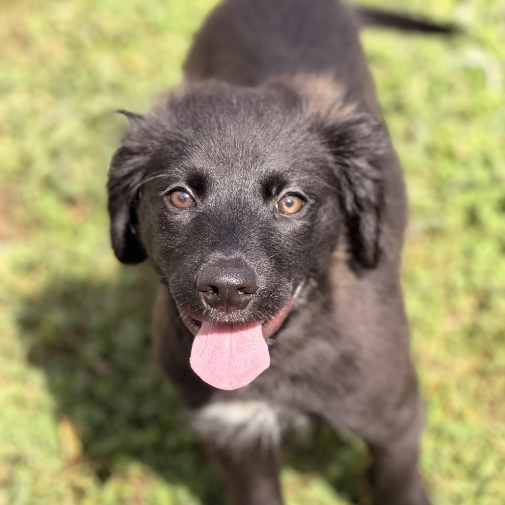 SATURNO - Shepherd, Australian / Hound, Plott available for adoption